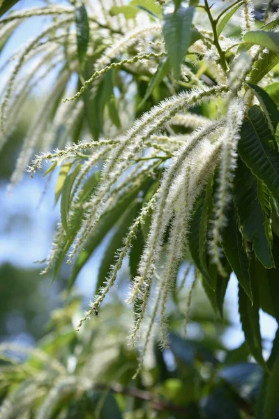 Flores Castanha Japonesas Fagaceae Árvore Frutífera Caduca Estação Floração Maio — Fotografia de Stock