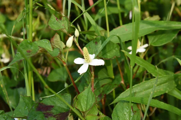 Kwiaty Mięty Rybnej Saururaceae Wieloletnich Roślin Rośnie Cieniu Mokradeł Wydziela — Zdjęcie stockowe