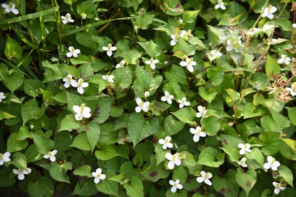 Fleurs Menthe Poisson Saururaceae Plantes Vivaces Pousse Ombre Des Zones — Photo