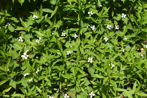 Fish mint flowers. Saururaceae perennial plants. It grows in the shade of wetlands and gives off a peculiar odor. The flowering season is from May to August. Ingredients and medicinal.