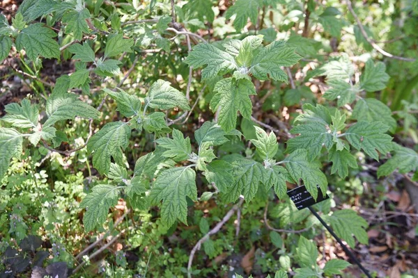 Oakleaf Ortanca Çiçekleri Ortanca Yaprak Döken Çalı Çentikli Yapraklar Piramit — Stok fotoğraf