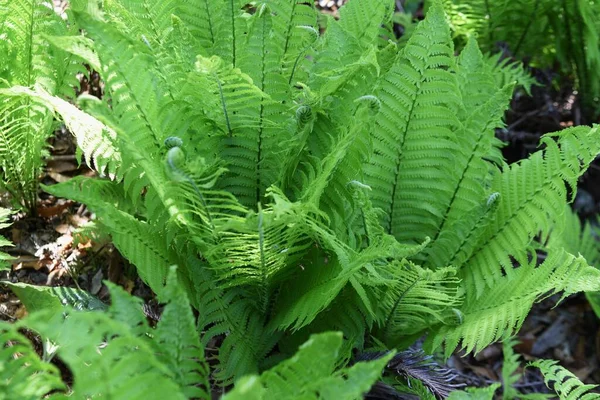 Straußenfarne Onocleaceae Mehrjährige Pflanzen Wächst Sümpfen Und Frühlingstrieben Sind Essbar — Stockfoto