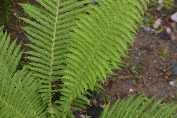 Ostrich Ferns Onocleaceae Perennial Plants Grows Swamps Spring Shoots Edible — Stock Photo, Image
