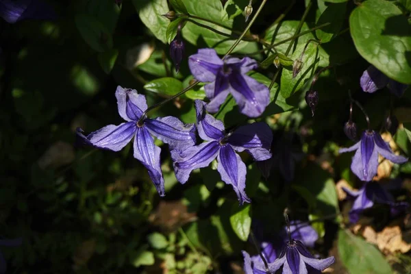 Flores Clematis Lanunculaceae Videira Perene Período Floração Longo Abril Outubro — Fotografia de Stock