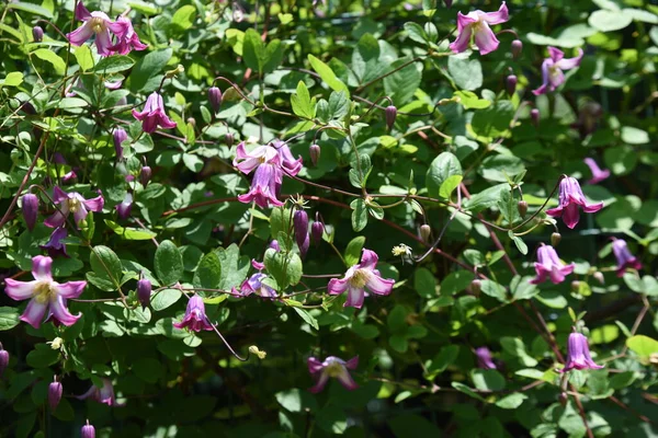 Clematis Flowers Lanunculaceae Perennial Vine Flowering Period Long April October — Stock Photo, Image