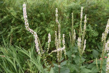 Verbascum chaixii (Nettle-left mullein) 'Düğün mumu' çiçekleri. Yazın başlarında, çok sayıda çiçek genel infloresansa bağlanır..