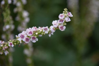 Verbascum chaixii (Nettle-left mullein) 'Düğün mumu' çiçekleri. Yazın başlarında, çok sayıda çiçek genel infloresansa bağlanır..