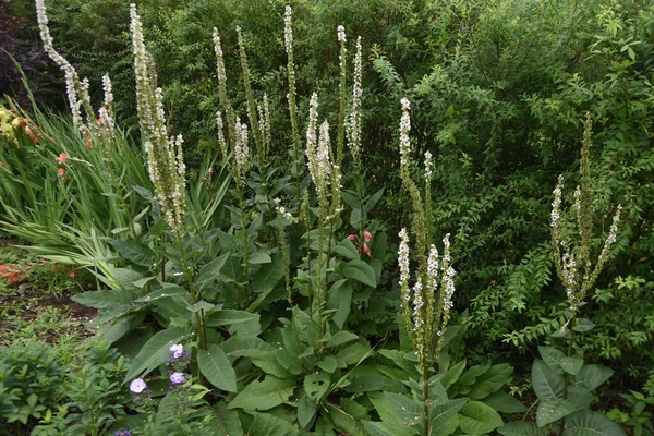 Verbascum Chaixii Salmonete Hojas Ortiga Flores Vela Boda Principios Del —  Fotos de Stock