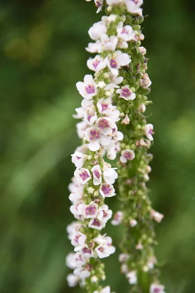 Verbascum Chaixii Mullein Folhas Urtiga Casamento Vela Flores Início Verão — Fotografia de Stock