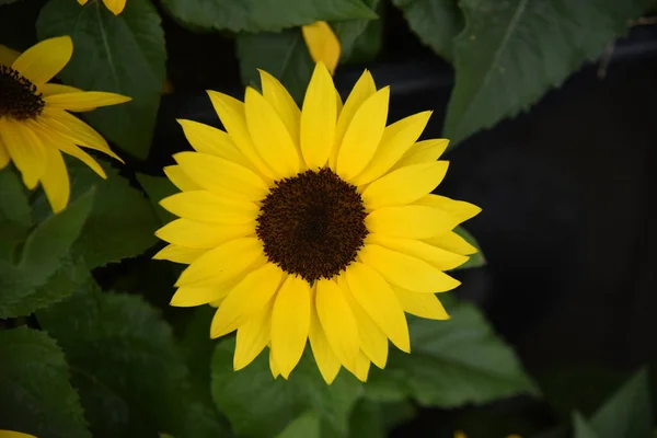 Подсолнухи Однолетние Растения Asteraceae Семена Съедобны — стоковое фото