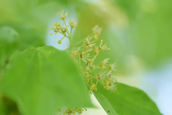 Mızrak Akçaağaç Acer Buergerianum Genç Yapraklar Çiçekler Samaralar Sapindaceae Yapraklı — Stok fotoğraf