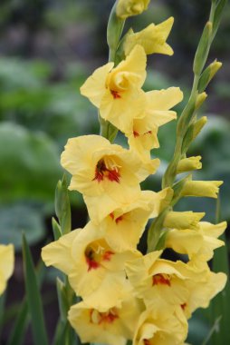 Gladiolus çiçekleri. Iridaceae soğanlı bitkiler. Çiçek açma mevsimi Haziran 'dan Ekim' e kadar. Kökler sıkıştırıcı ilaç olarak kullanılır..