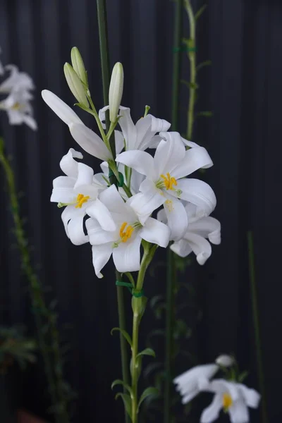 Liliaceae Perennial Bulbous Plants 계절은 월부터 월까지 알뿌리는 약으로 — 스톡 사진