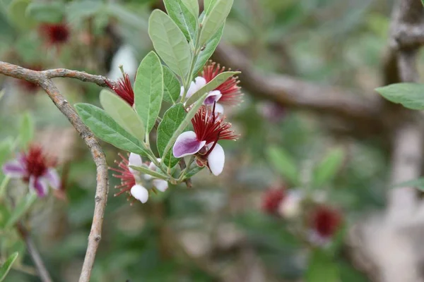 Цветы Фейхоа Myrtaceae Evergreen Shrub Фруктовое Дерево — стоковое фото