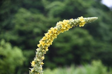 Büyük Mullein (Verbascum thapsus) çiçekleri. Scrophulariaceae bitkileri. Çiçek açma mevsimi Ağustos 'tan Eylül' e kadar sürer ve solunum ve deri hastalıklarında etkili olan şifalı bir bitkidir..