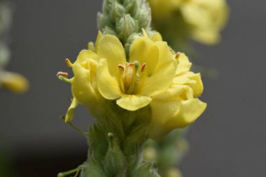 Büyük Mullein (Verbascum thapsus) çiçekleri. Scrophulariaceae bitkileri. Çiçek açma mevsimi Ağustos 'tan Eylül' e kadar sürer ve solunum ve deri hastalıklarında etkili olan şifalı bir bitkidir..