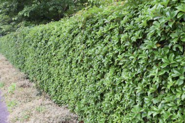 Servetin osmanthus çitleri. Oleaceae her zaman yeşil çalı. Ekim ayı civarında küçük kokulu çiçekler açar.