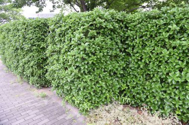 Servetin osmanthus çitleri. Oleaceae her zaman yeşil çalı. Ekim ayı civarında küçük kokulu çiçekler açar.