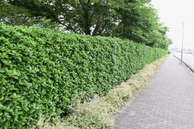 Servetin osmanthus çitleri. Oleaceae her zaman yeşil çalı. Ekim ayı civarında küçük kokulu çiçekler açar.
