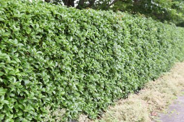 Servetin osmanthus çitleri. Oleaceae her zaman yeşil çalı. Ekim ayı civarında küçük kokulu çiçekler açar.