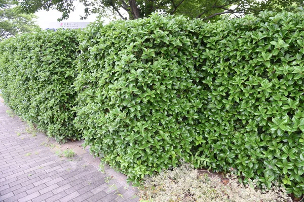 Servetin osmanthus çitleri. Oleaceae her zaman yeşil çalı. Ekim ayı civarında küçük kokulu çiçekler açar.