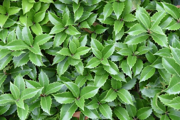 Sebes Osmanthus Fortune Oleaceae Arbusto Sempre Verde Flores Pequenas Flores — Fotografia de Stock