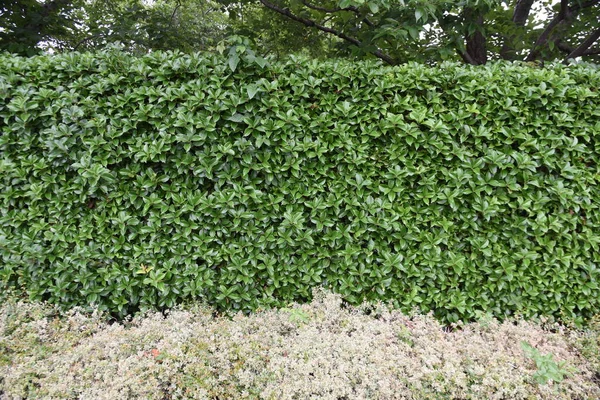 Osmanthové Ploty Štěstěny Oleaceae Věčně Zelený Keř Kvete Malé Voňavé — Stock fotografie