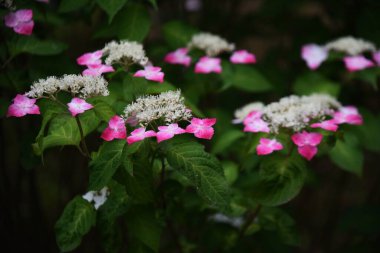 Ortanca çiçekleri. Ortanca yaprak döken çalı. Çiçek açma mevsimi Haziran 'dan Temmuz' a kadardır..