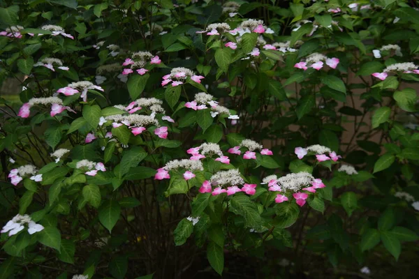 Kwiaty Hortensji Krzew Liściasty Hortensjonowy Sezon Kwitnienia Trwa Czerwca Lipca — Zdjęcie stockowe