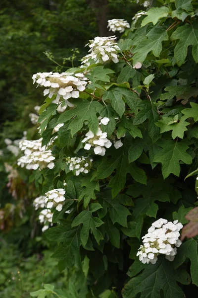 Flores Hortênsia Hydrangeaceae Arbusto Caduco Estação Floração Junho Julho — Fotografia de Stock