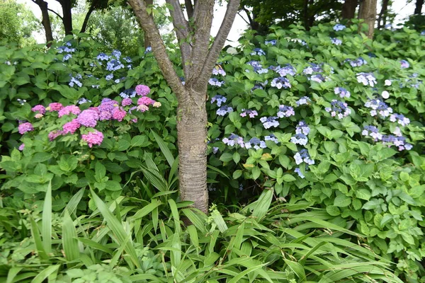 Flores Hortensias Hydrangeaceae Arbusto Caducifolio Temporada Floración Junio Julio —  Fotos de Stock