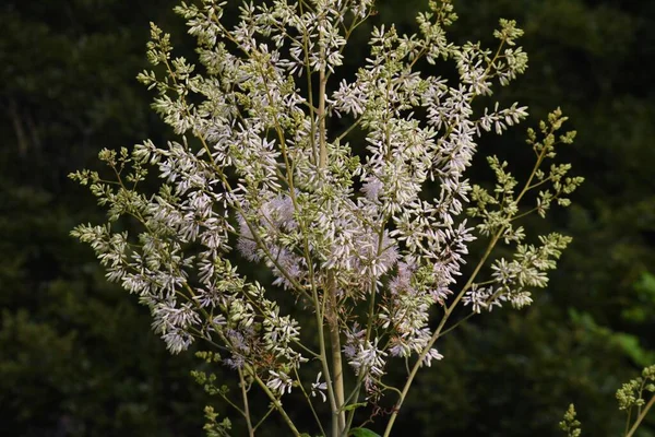 Śliwki Makowe Macleaya Cordata Kwiaty Papaveraceae Wieloletnich Roślin Sezon Kwitnienia — Zdjęcie stockowe