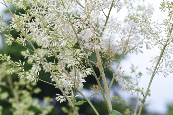 Śliwki Makowe Macleaya Cordata Kwiaty Papaveraceae Wieloletnich Roślin Sezon Kwitnienia — Zdjęcie stockowe