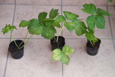 Angelica Keiskei (Ashitaba) yetiştiriciliği. Apiaceae sebzesi. Besleyici ve tonik bir etkisi vardır ve büyük bir karoten yığını içerdiği için kansere karşı bir etkisi vardır..