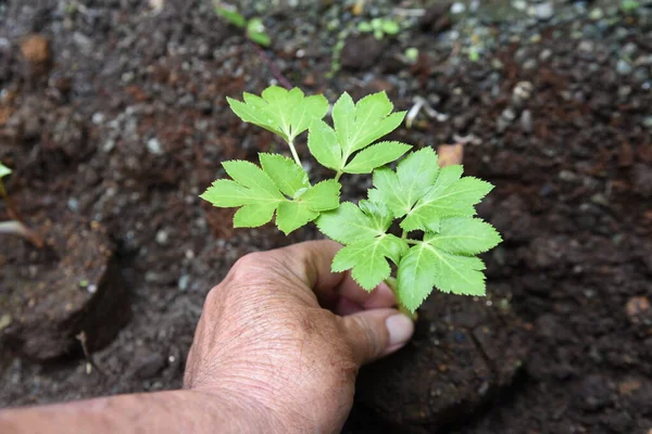 Angélica Keiskei Ashitaba Cultivo Apiaceae Vegetal Tem Efeito Nutritivo Tónico — Fotografia de Stock