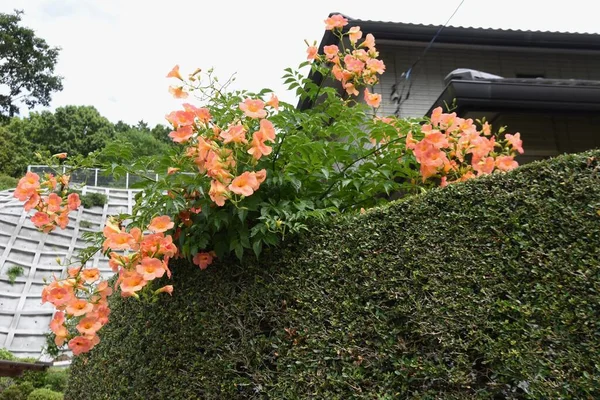 Trumpet Vine Flowers Bignomiaceae Deciduous Vine Flowering Season July August — Fotografia de Stock