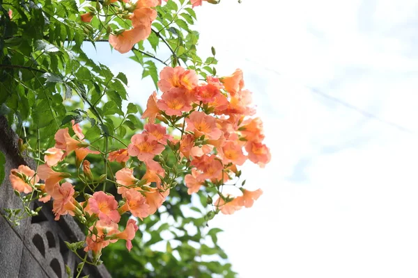 Trompetenblumen Bignomiaceae Laub Weinstock Die Blütezeit Ist Von Juli Bis — Stockfoto