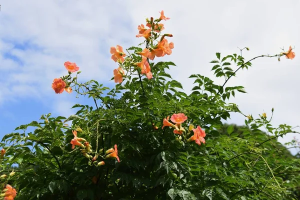 Květiny Révy Vinné Bignomiaceae Listnaté Révy Období Květu Července Srpna — Stock fotografie