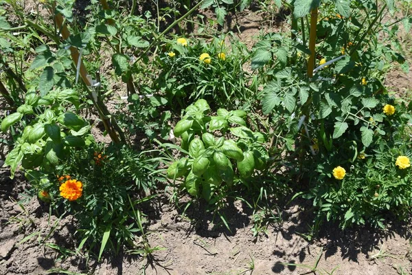 Basil cultivation. Lamiaceae perennial plants. A nutritious herb native to tropical Asia, an essential ingredient in Italian cuisine. It is also a tomato companion plant.