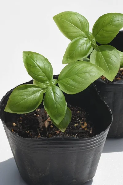 Basil cultivation. Lamiaceae perennial plants. A nutritious herb native to tropical Asia, an essential ingredient in Italian cuisine. It is also a tomato companion plant.