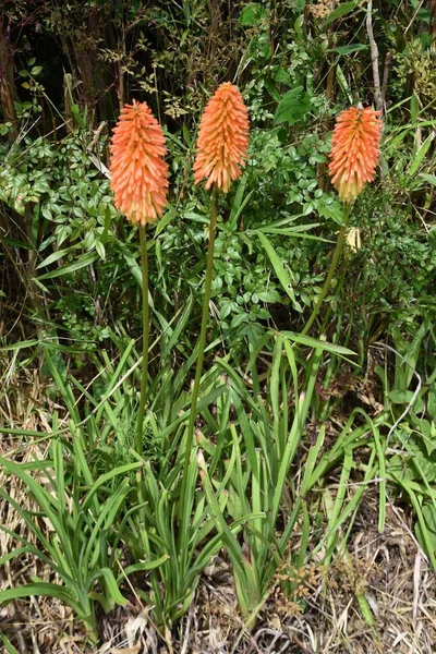 Rote Heiße Pokerblumen Xanthorrhoeaceae Mehrjährige Immergrüne Pflanzen Die Blütezeit Ist — Stockfoto
