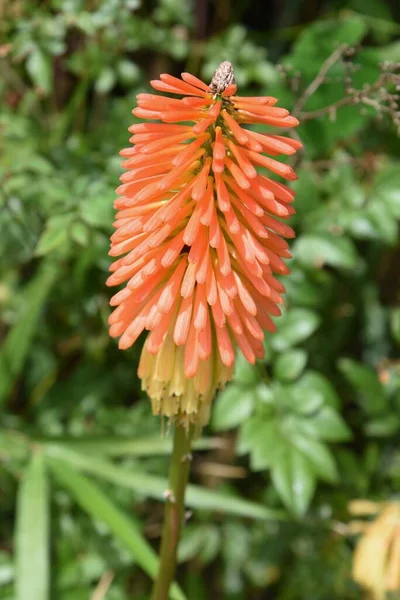 Red Hot Poker Flowers Xanthorrhoeaceae Pernnial Evergreen Plants Flowering Season — Zdjęcie stockowe