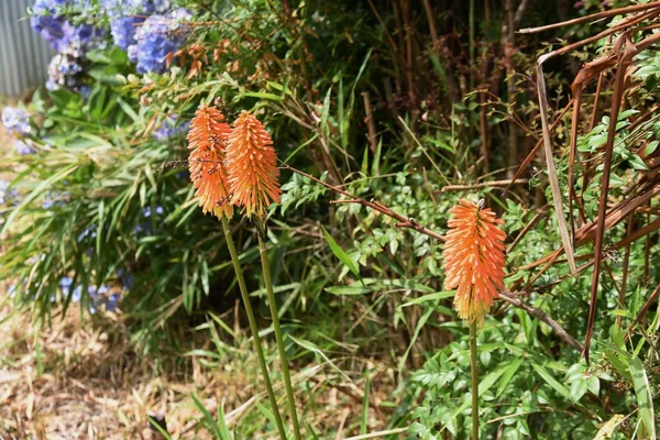 Red Hot Poker Flowers Xanthorrhoeaceae Pernnial Evergreen Plants Flowering Season — Stock fotografie
