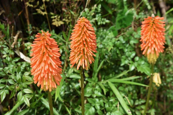 Red Hot Poker Flowers Xanthorrhoeaceae Pernnial Evergreen Plants Flowering Season — Stockfoto