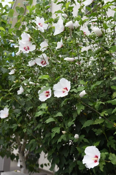 Rose Von Sharon Blumen Malvaceae Laubstrauch Die Blütezeit Ist Von — Stockfoto