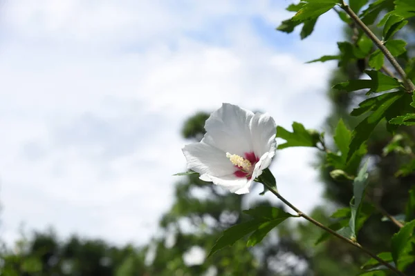 Rose Sharon Flowers Malvaceae Deciduous Shrub Flowering Season July October — стокове фото