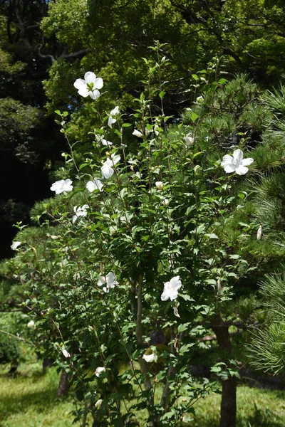 Rose Sharon Flowers Malvaceae Deciduous Shrub Flowering Season July October — Fotografia de Stock