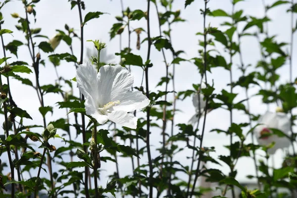 Rose Sharon Flowers Malvaceae Deciduous Shrub Flowering Season July October — стоковое фото