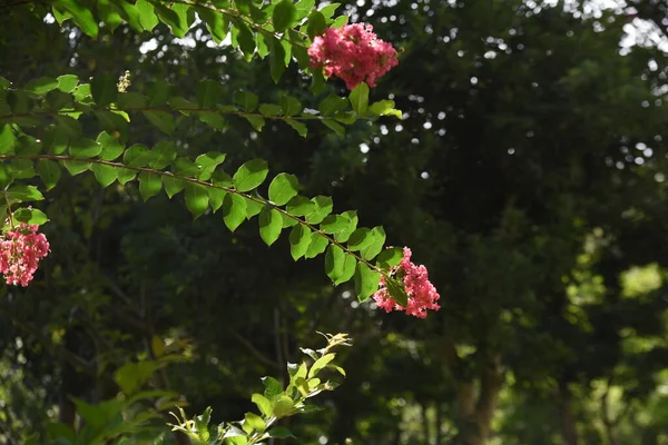 Crape Myrtle Flowers Lythraceae Listnatý Strom Období Květu Července Října — Stock fotografie