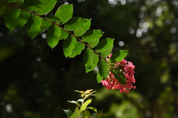 Crape Myrtle Flowers Lythraceae Deciduous Tree Flowering Season July October — Photo